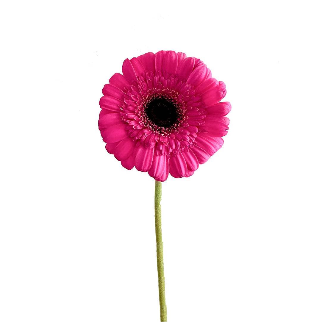 Gerbera Hot Pink Large 50cm
