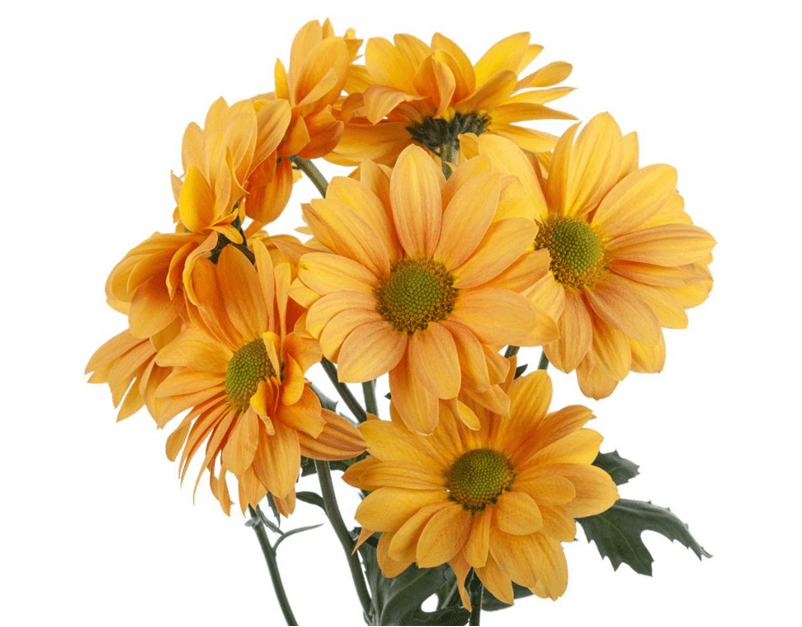 Pom Daisy Bronze