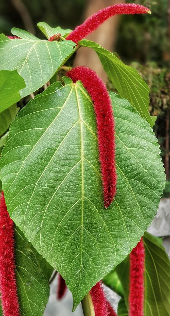 Amaranthus Hanging Red 70cm