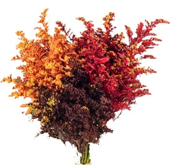 Aster Solidago Tinted Fall Pack Fall Pack 70cm