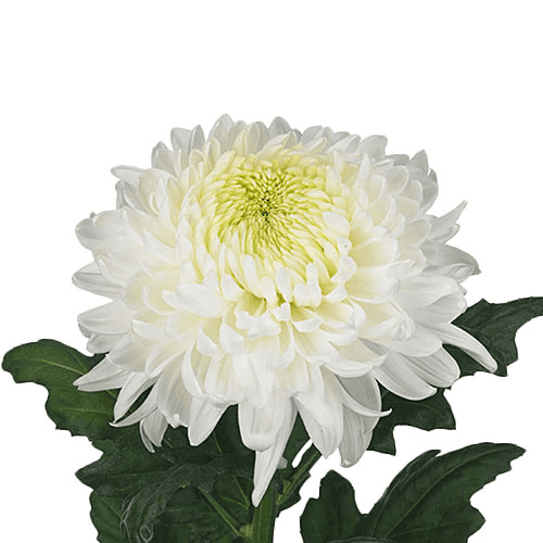 MUM FOOTBALL WHITE MAGNUM