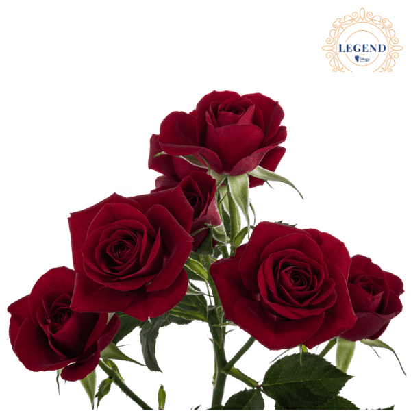 Rose Spray Rubicon Legend Red 50 Cm