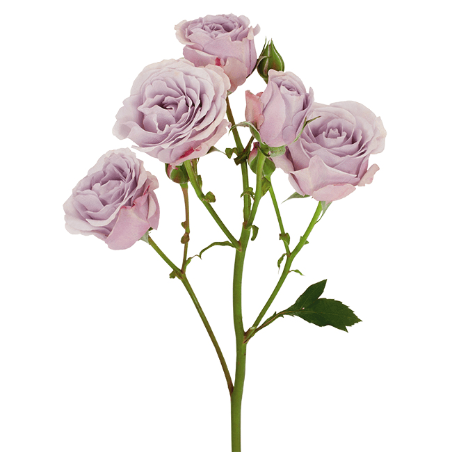 Rose Spray Silver Mikado Lavander 50cm