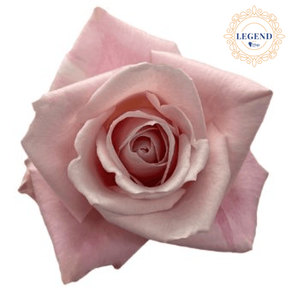 ROSE PINK SWEET ESKIMO LEGEND 50 CM