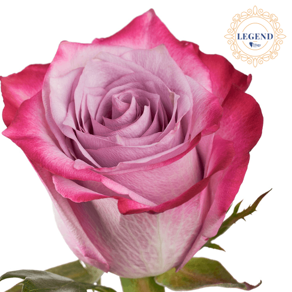 Rose Deep Purple Legend Lavander 50 Cm