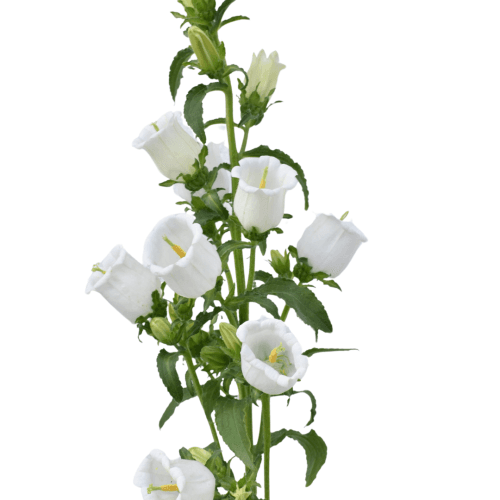 Campanula White 50 Cm