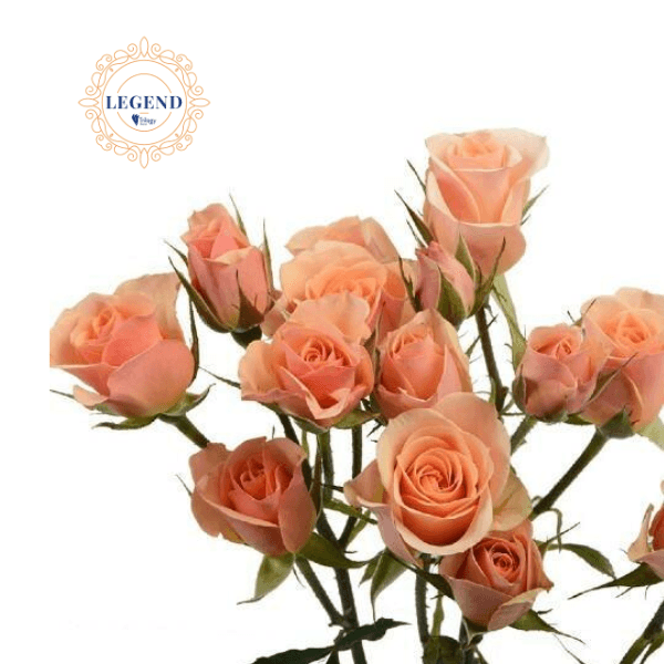 Rose Spray Legend Ilse Peach 45 Cm