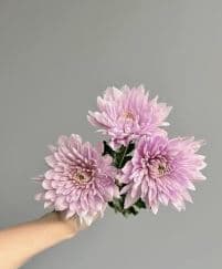 Mum Disbud Veronica Pink
