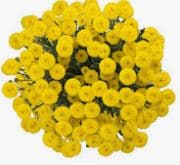 Pom Santini Candy Crush Yellow