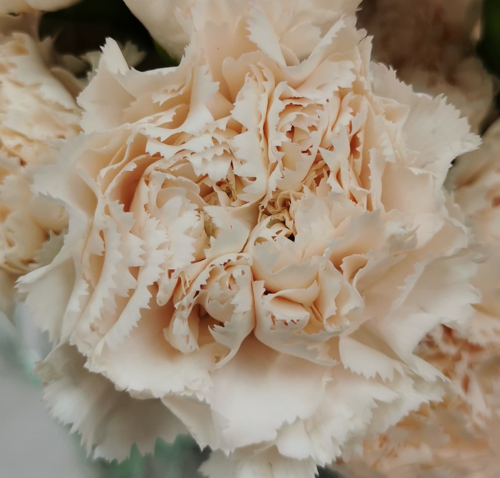 Carnation Brut Peach Fancy