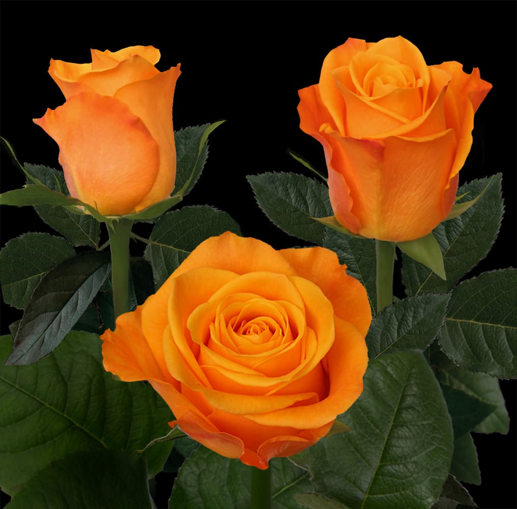 Rose Aloha Orange 60 Cm