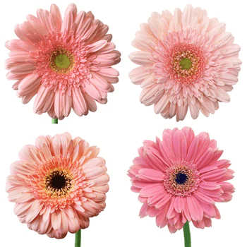 Gerbera Light Pink Large 50cm