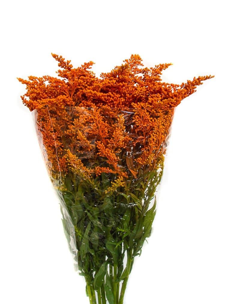 Aster Solidago Tinted Orange/red 70cm