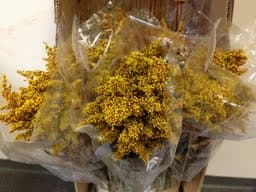 Aster Solidago Tinted Orange 70cm