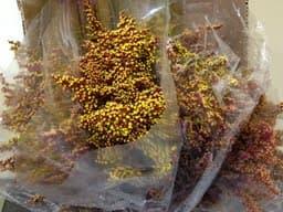 Aster Solidago Tinted Red 70cm