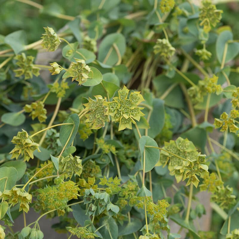 Bupleurum Green 70cm