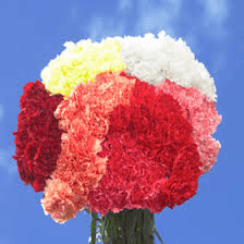 Carnation Asst Color Select