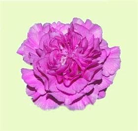 Carnation Farida Lavander Fancy