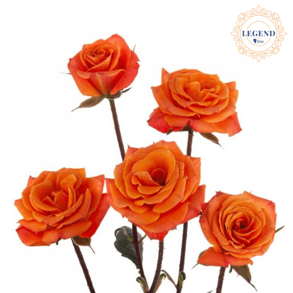Rose Spray Mambo Legend Orange 40 Cm