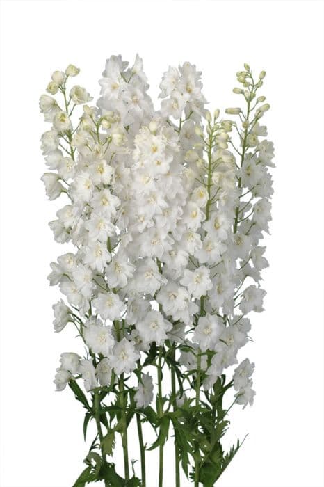 Delphinium Hybrid White 70cm