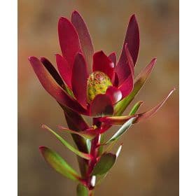 SAFARI SUN RED SUNSET 70CM