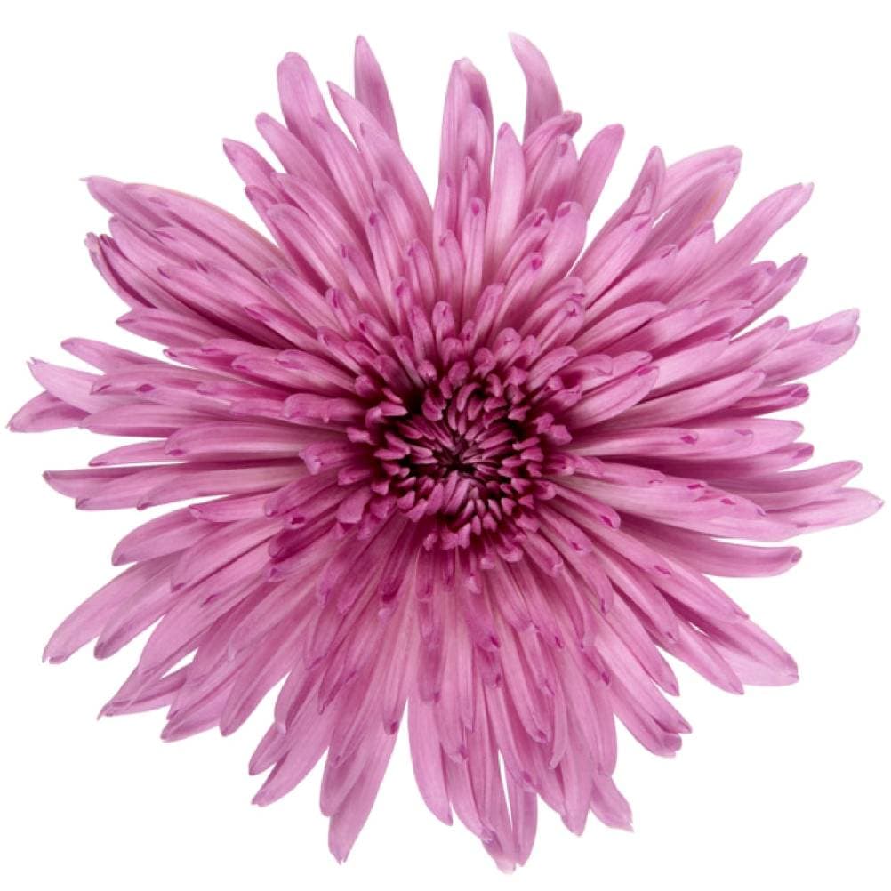 Mum Spider Anastasia Pink