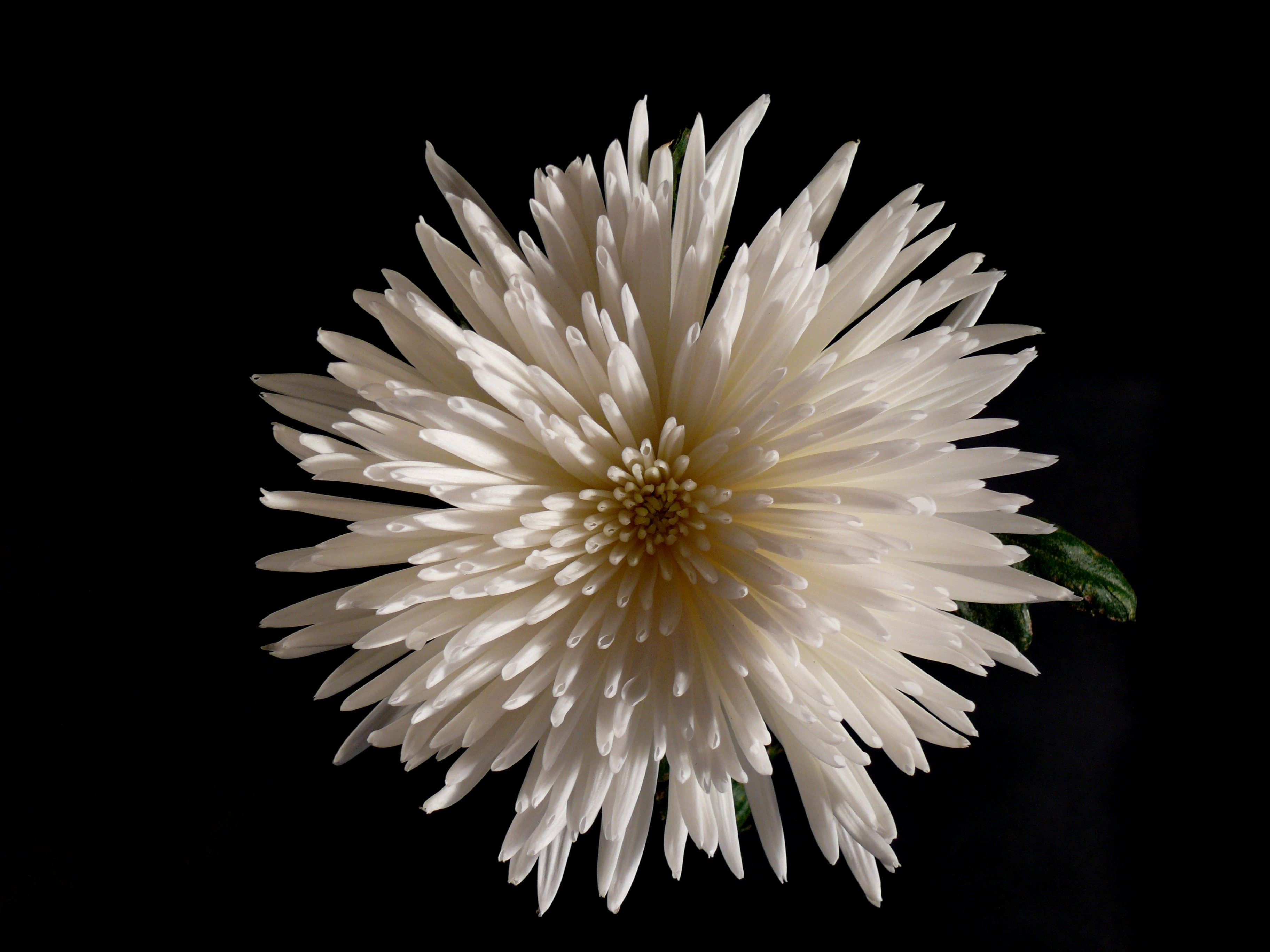 Mum Spider Anastasia White