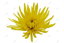 Mum Spider Anastasia Yellow