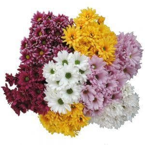 Pom Daisy Asst