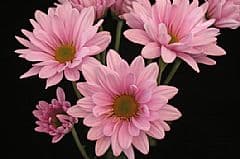 Pom Daisy Atlantis Pink