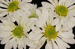 Pom Daisy Reagan White