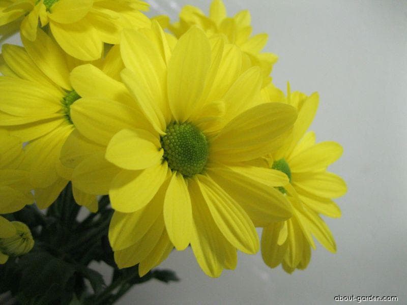 Pom Daisy Yellow Yellow
