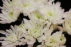 Pom Cushion Artic Queen White
