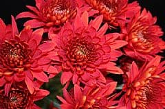 Pom Cushion Rock Red
