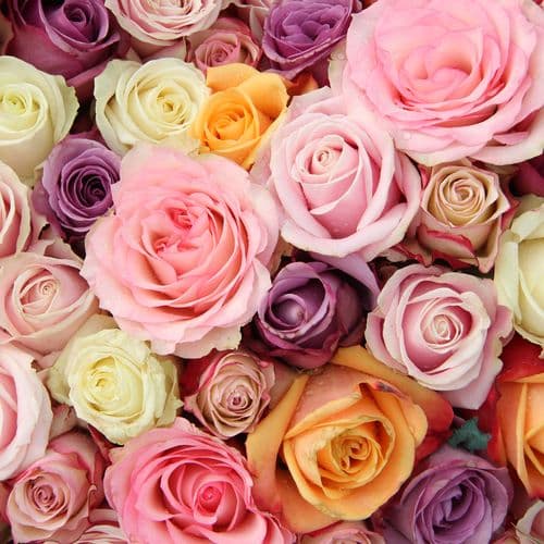 Rose Asst Color 50cm