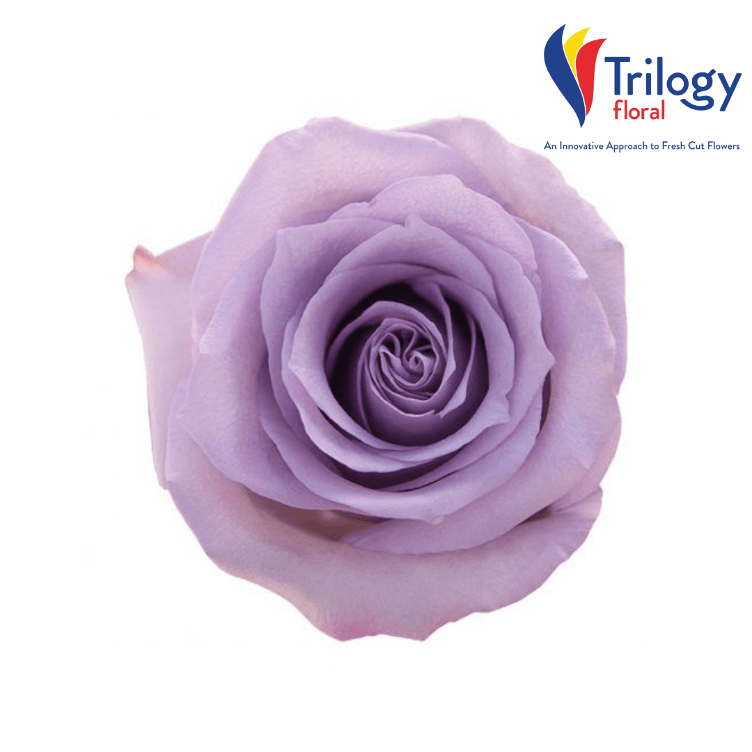 Rose Ocean Song Lavander 50cm