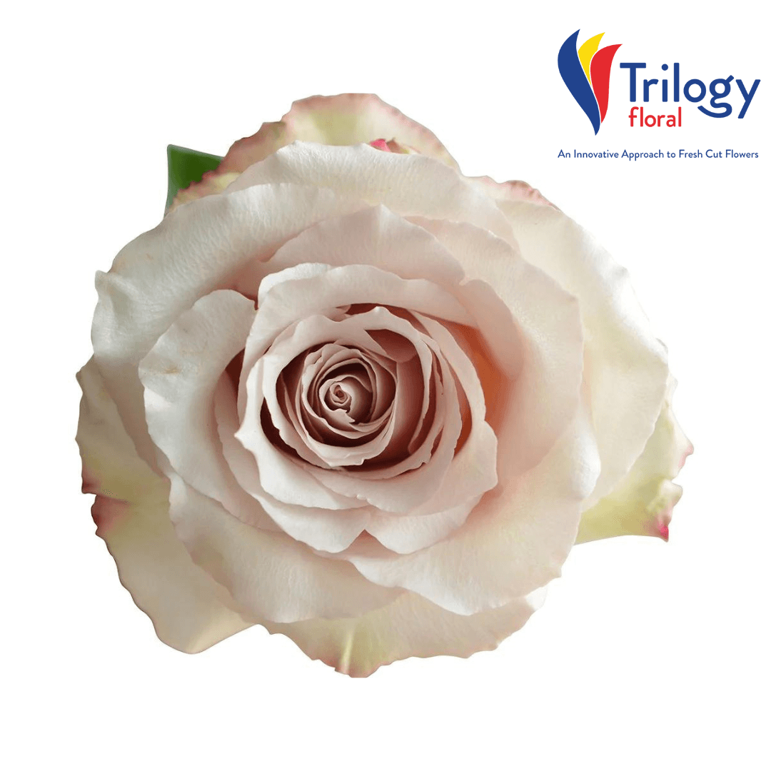 ROSE CREAM QUICKSAND 40/50/60CM