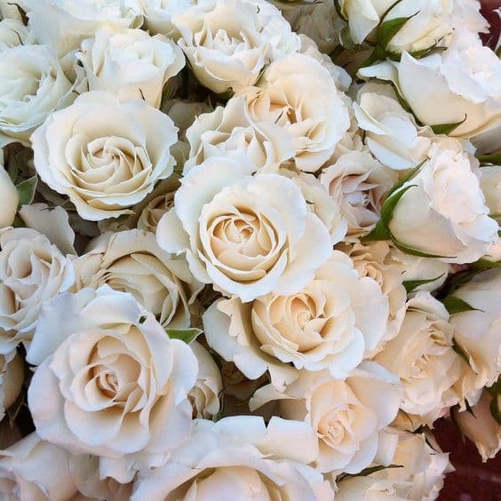 Rose Spray Majolica White 50cm