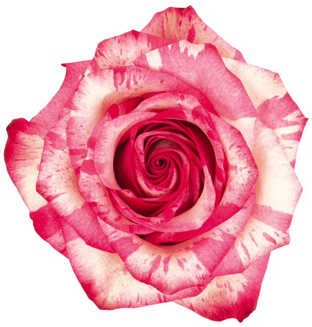 Rose Magic Times Bi-col 50cm
