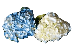 Hydrangea Asst Blue/white Select