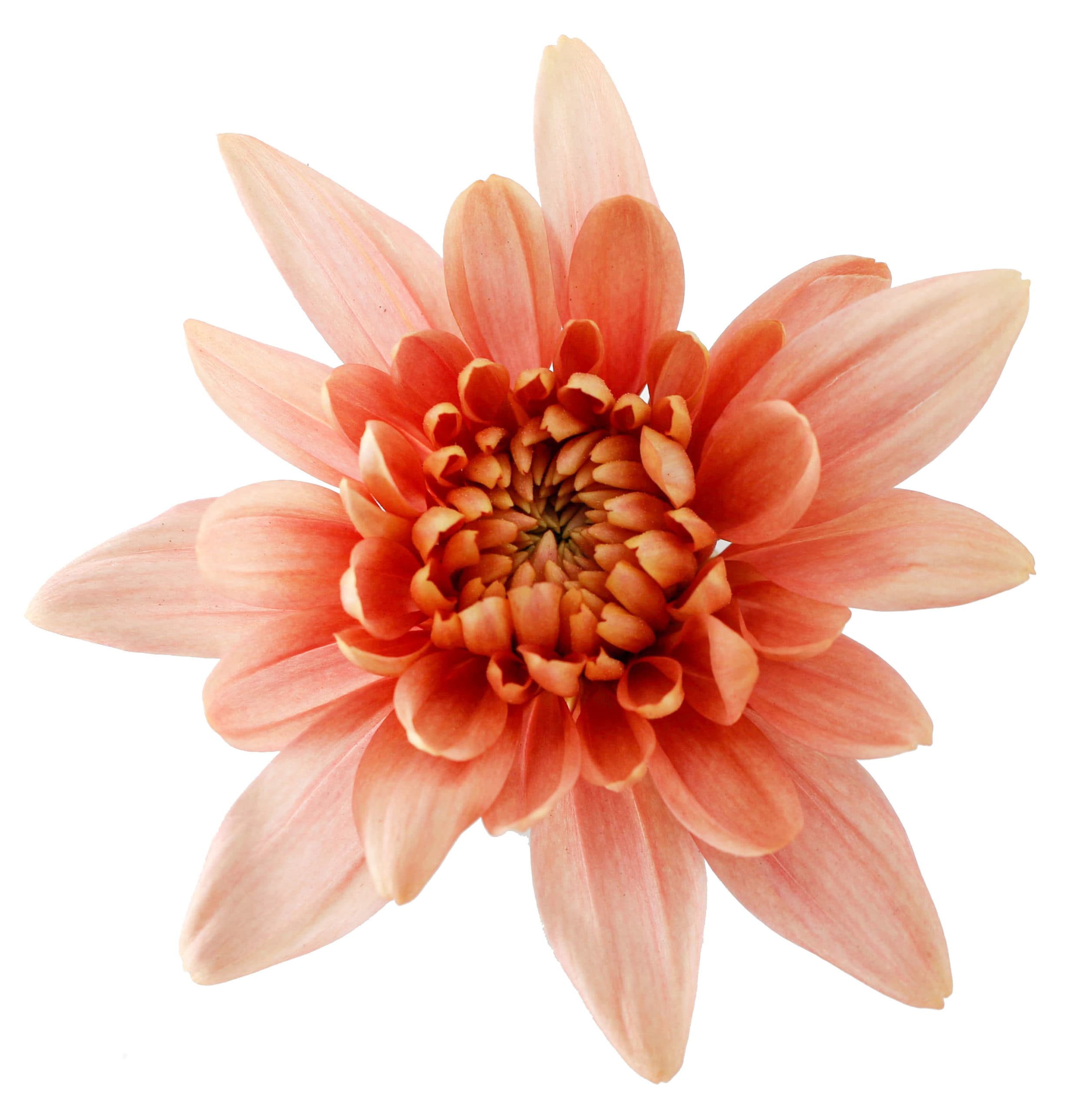 Pom Cushion Salmon Veronica Peach