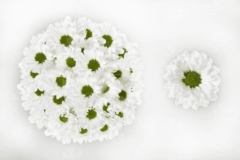 Pom Santini Katy White