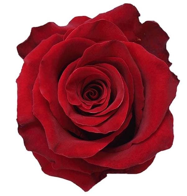 Rose Red Explorer 50cm