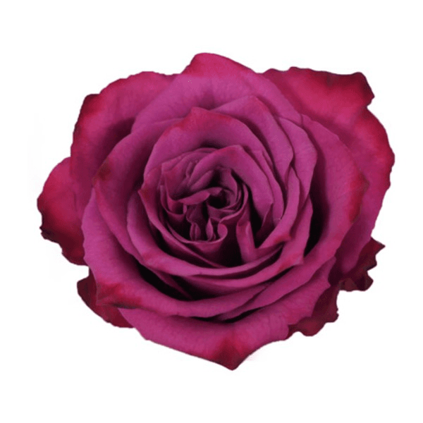 Rose Blueberry Lavander 50cm
