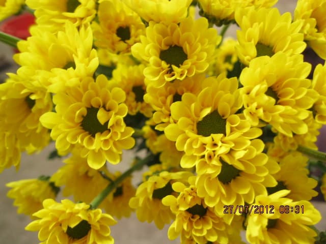 Pom Santini Super B Yellow