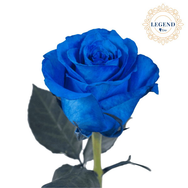 Rose Blue Legend Tint 50 Cm