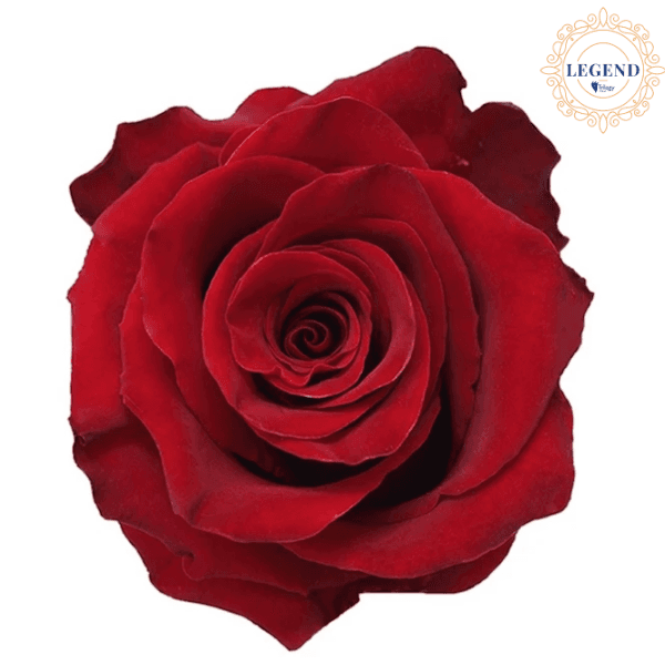 Rose Red Explorer Legend 60cm