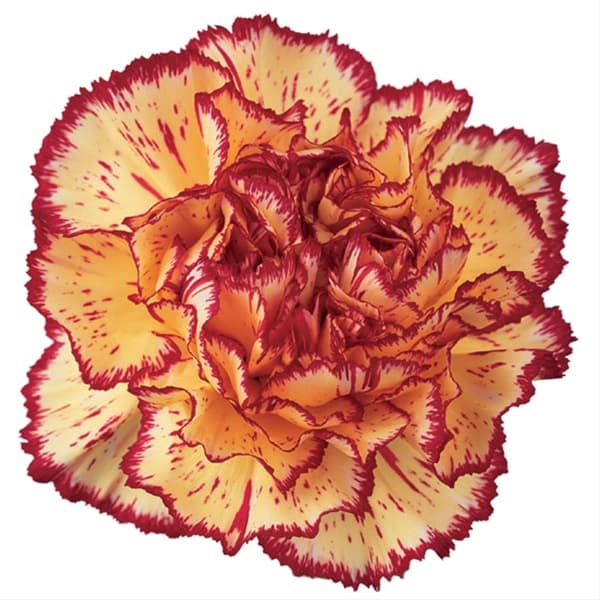 Carnation Viana Bi Col Yell Select