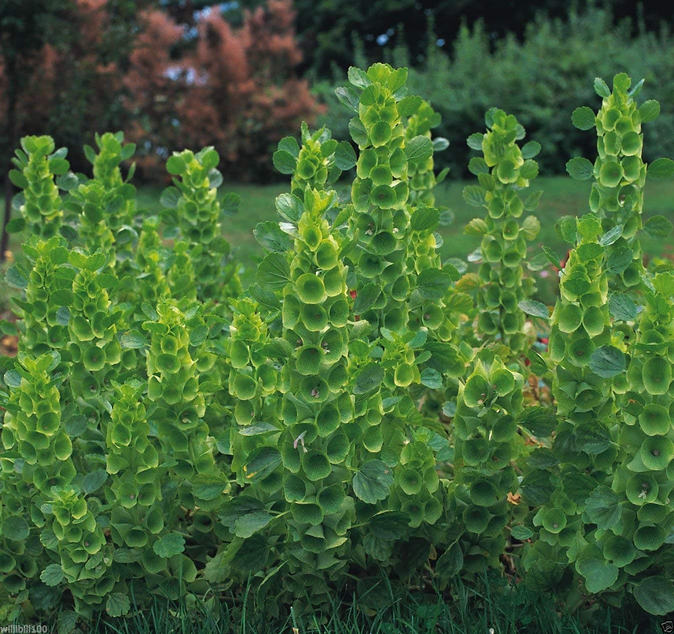 Bell O.ireland Bells Legend Green 90 Cm
