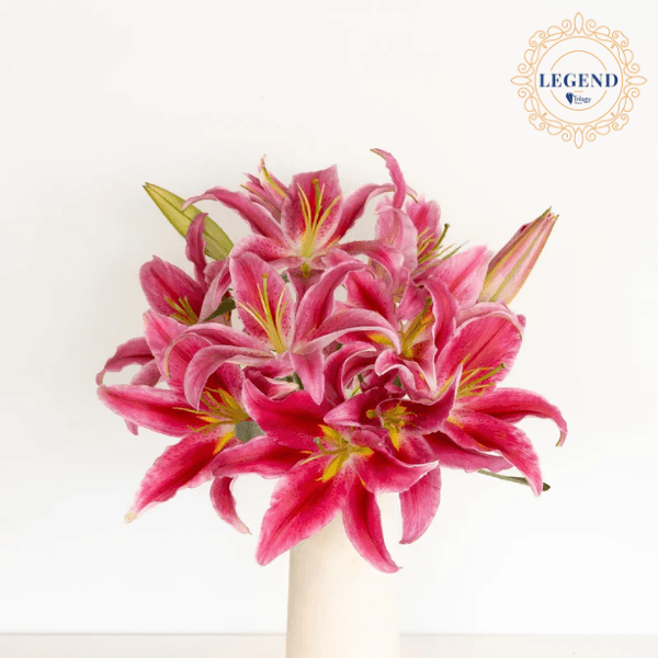 Lily Ori Bacardi Legend Pink 3-5bl